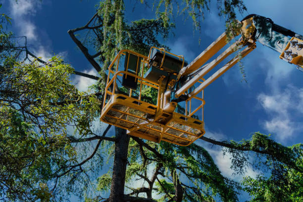 Garden Grove, CA Tree Services Company