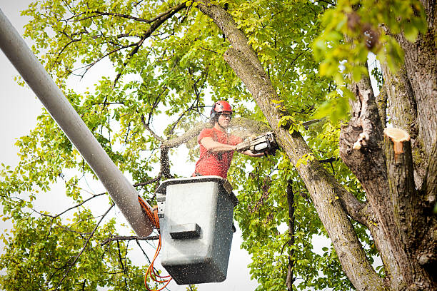 How Our Tree Care Process Works  in  Garden Grove, CA